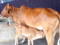 Cow, Cattle — photo 2