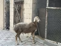 Oaie, Arashan sheep — foto 3