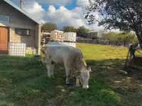 Lembu betina, Charolais cattle — foto 2
