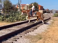 Kuda jantan, American paint horse — foto 5