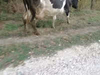 Krava, Swiss cattle — foto 3