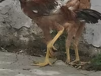 Chickens — عکس 7