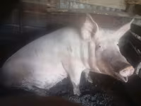 Doofaar dhaddig, Pigs — sawirka 1