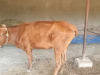 گاو ماده, گاو — عکس 6