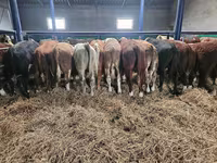 Býk, Simmental cattle — foto 4