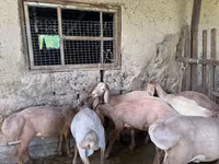 แกะตัวผู้, Arashan sheep — รูปภาพ 2