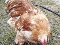 Pekin Bantam — foto 2