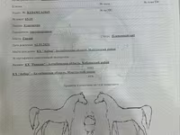 فرس, Kazakh horse — الصورة 2