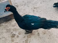 Ducks — foto 2