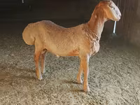 Kambing jantan, Arashan sheep — foto 4
