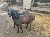 Domba jantan, Sheep — foto 2