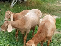 میش, Arashan sheep — عکس 1