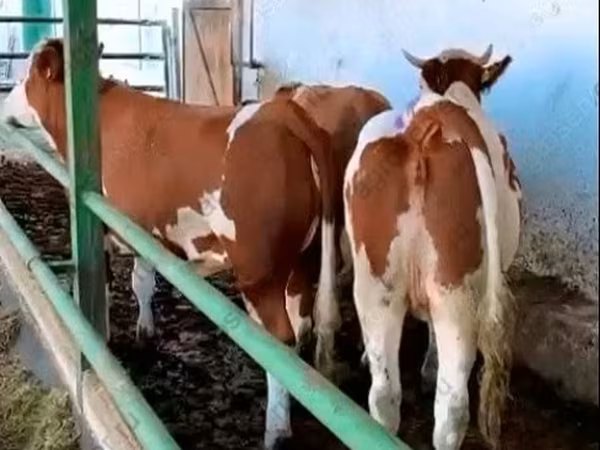Sapi, Simmental cattle