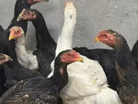 ไก่ชาโม — รูปภาพ 7