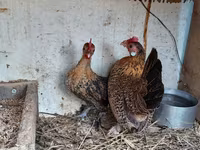 Chickens — foto 3