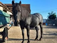 公马, Horses — 照片 2