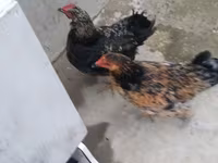 Chickens — fotografija 1