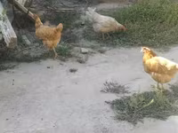 Chickens — foto 1