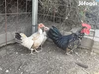 Chickens — الصورة 1