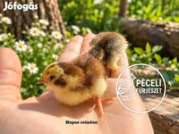 Quails — عکس 5