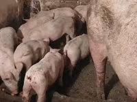 Babi betina, Pigs — foto 4