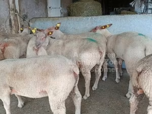 Pecora, Charollais sheep