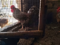 Chickens — foto 1