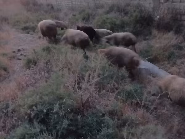 Ovce (partija, pol nije naveden), Овце