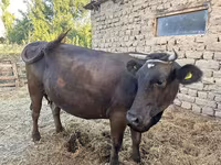 วัวตัวเมีย, Swiss cattle — รูปภาพ 4