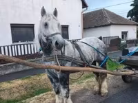 Klisna, Percheron — foto 5