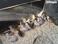 Guinea fowl — fotografija 1