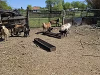 ஆடுகள் (தொகுதி, பாலினம் குறிப்பிடப்படவில்லை), Cameroon sheep — புகைப்படம் 4
