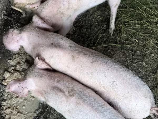 Knur, Świnie — Mołdawia