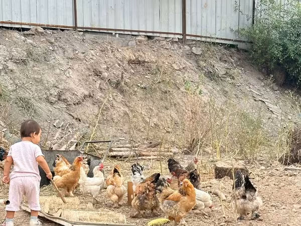 Chickens