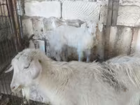 بز ماده, بز — عکس 3