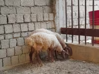 Schaf, Rhon sheep — Foto 5