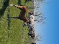 Էգ ձի, Kazakh horse — լուսանկար 6