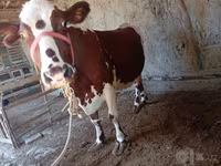 Krava, Simmental cattle — foto 4