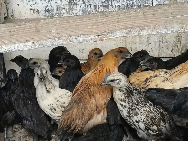 Chickens — Kyrgyzstan