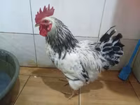 Chickens — 写真 3