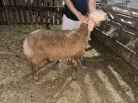 แกะตัวผู้, Arashan sheep — รูปภาพ 4