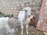 Capră, Capre — foto 4