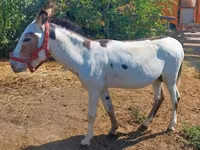 Hingst, Heste — foto 1