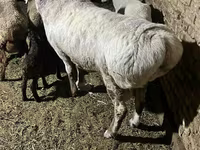 قوچ, Afghan Arabi sheep — عکس 2