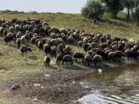 Sheep, Sheep — photo 4