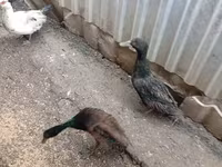 Ducks — รูปภาพ 5