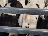گاو نر, Russian Black pied cattle — عکس 2