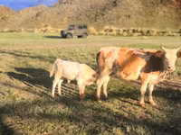 Vacă, Bovine — foto 3