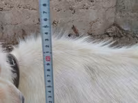 بکرا, Saanen goat — تصویر 4