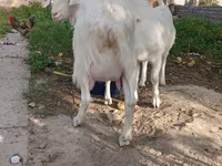 Dişi keçi, Alpine goat — foto 7